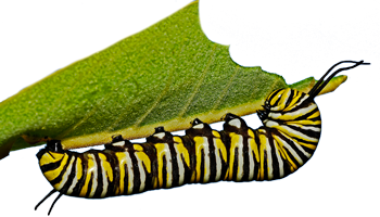Chenille rayée noir et jaune Chenille qui mange une feuille