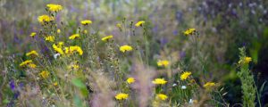 Contôle et extermination des mauvaises herbes