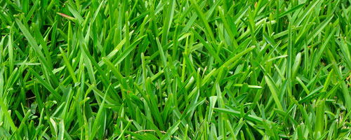 Contrôle des mauvaises herbes Contrôle des mauvaises herbes présentes dans votre jardin