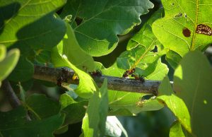 Contôle et extermination des insectes nuisibles pour vos plantes