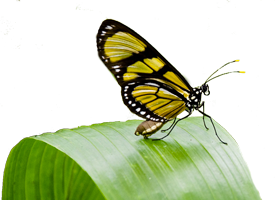 Paipillon sur plante témoin d'un écosystème équilibré