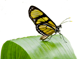 Papillon témoin d'un écosystème équilibré Paipillon sur plante témoin d'un écosystème équilibré