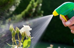Protection des plantes contre les insectes et les mauvaises herbes
