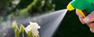 Protection et tratiement anti-parasites sur les plantes des espaces verts