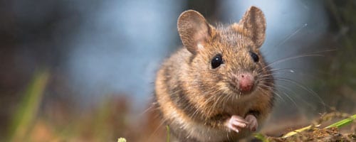Pelouse dense, saine et éclatante Fertilisation pour une pelouse dense, saine et éclatante