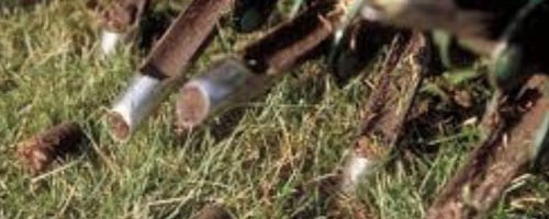 Pelouse dense, saine et éclatante Fertilisation pour une pelouse dense, saine et éclatante