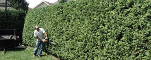 Taille des haies de cèdres Entretien paysager par la taille des haies de cèdres