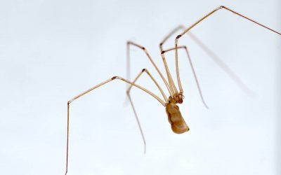 Comment prévenir l’infestation d’araignée?