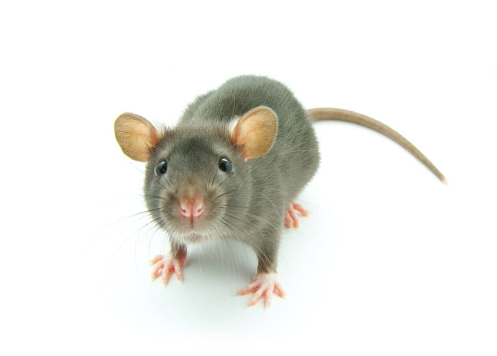 extermination-souris